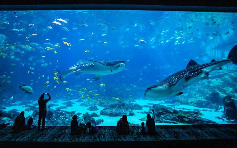 The Georgia Aquarium in downtown Atlanta is America's biggest and best. 