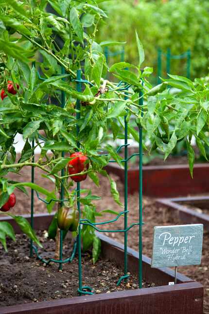 A bell pepper plant bears fruit at the White House Kitchen Garden. 