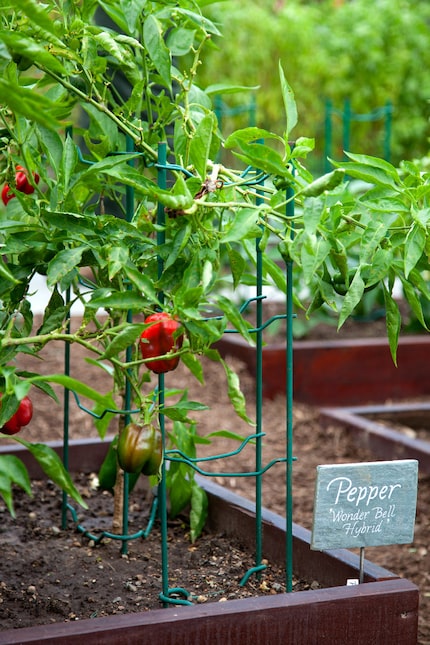 A bell pepper plant bears fruit at the White House Kitchen Garden. 