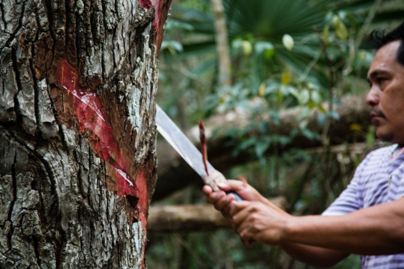 Valentine Caamal harvests sap from a chewing gum tree by slashing V-shaped channels into the...