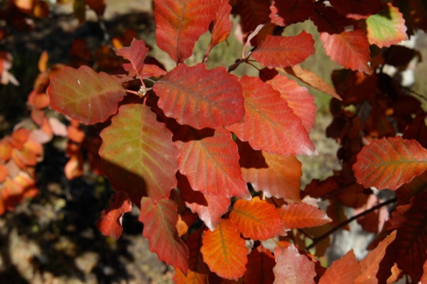 Chinkapin oak with orange-red fall color