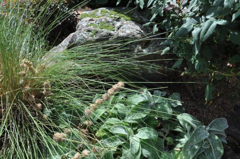 
Mossy rocks are a natural accessory in a waterwise landscape.
