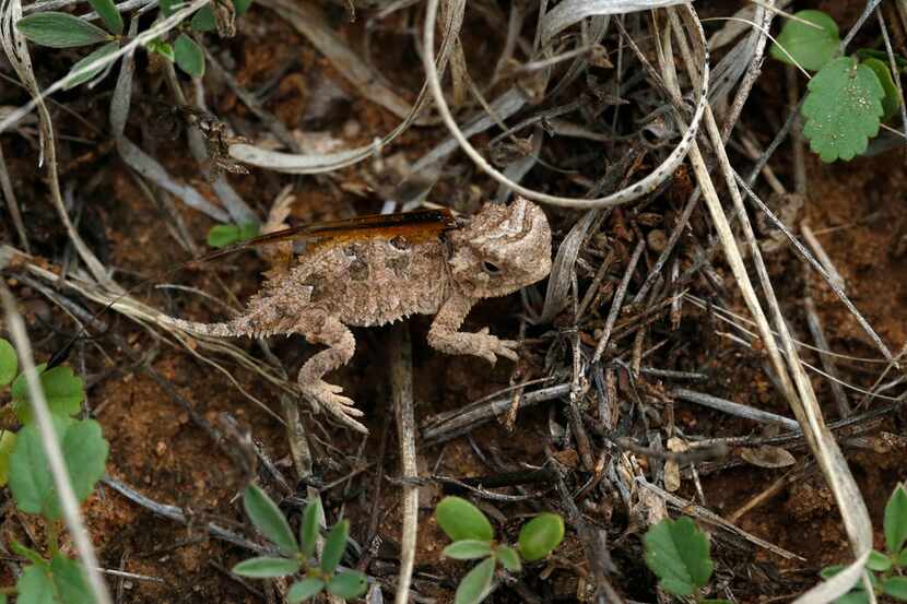 A baby horned lizard is tagged with a harmonic tracking devices before being released at...