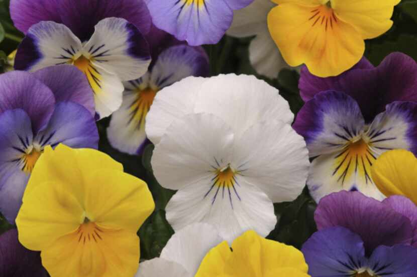 Cool Wave pansies in mixed colors