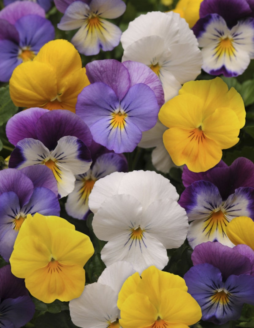 Cool Wave pansies in mixed colors