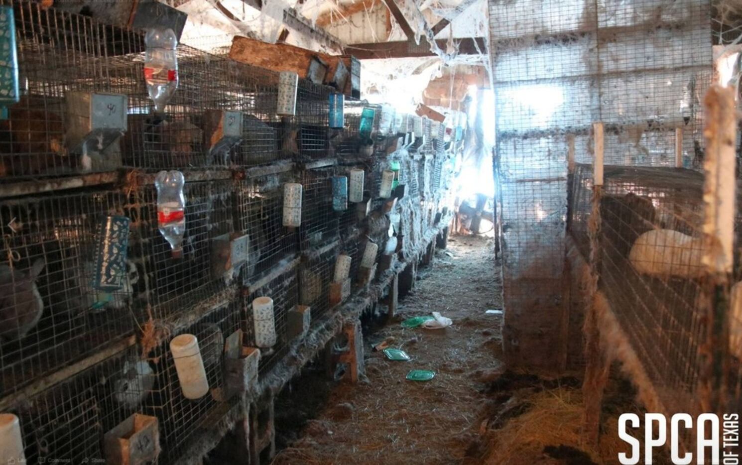 SPCA of Texas and Kaufman County officials rescued 452 rabbits from a shed Wednesday. The...