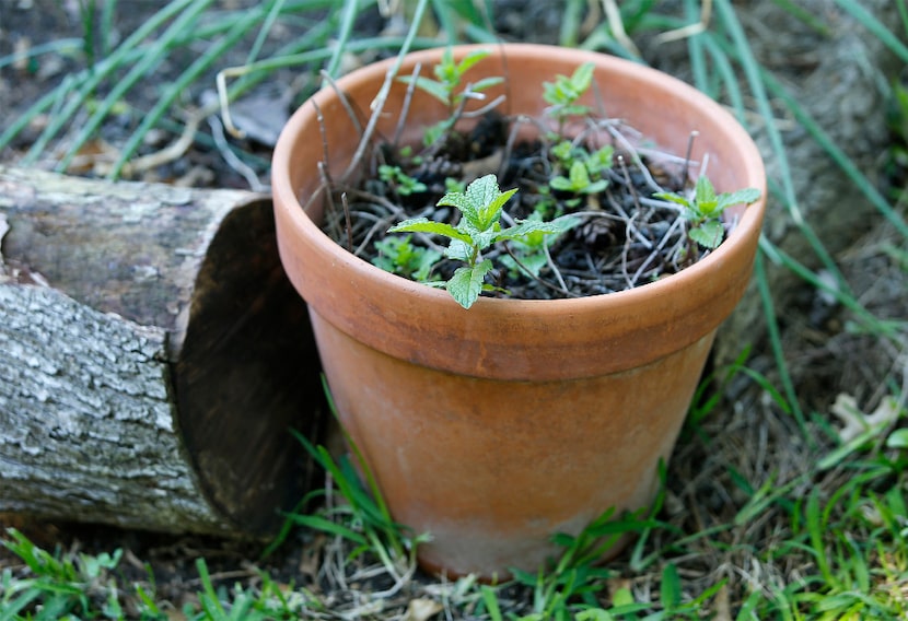 Mint grows in a pot in the garden of Shelley Cramm.