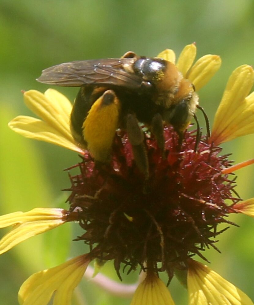 
A long-horned bee is a Texas native that helps pollinate flowers and food crops. Honeybees...