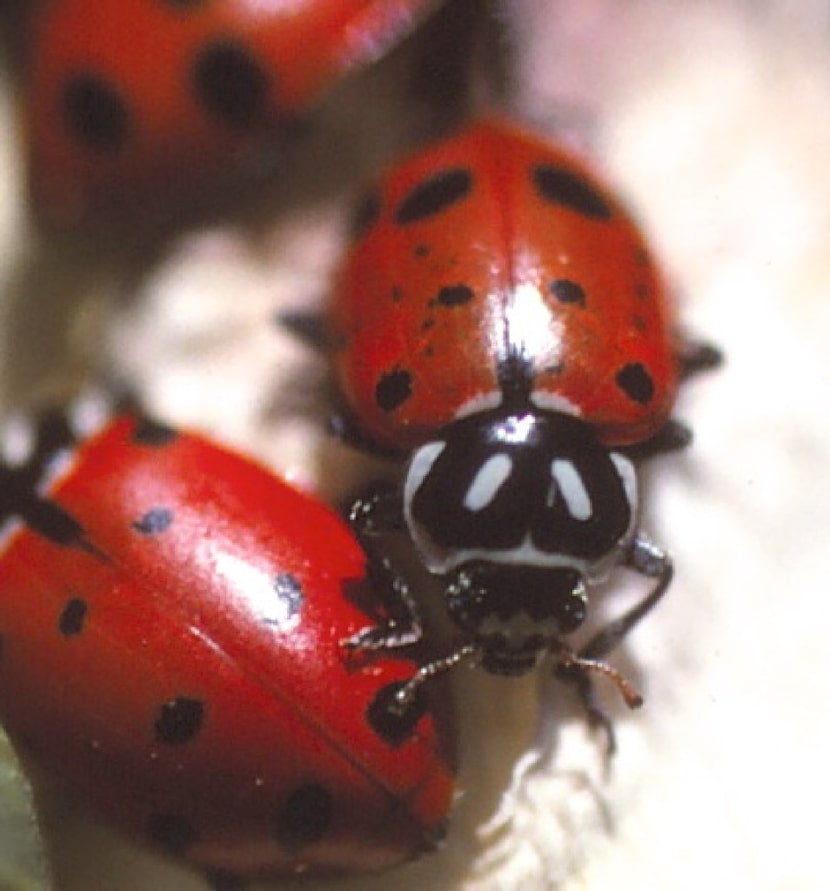 Our native convergent ladybug (Hippodamia convergens). Notice the "converging" white lines...