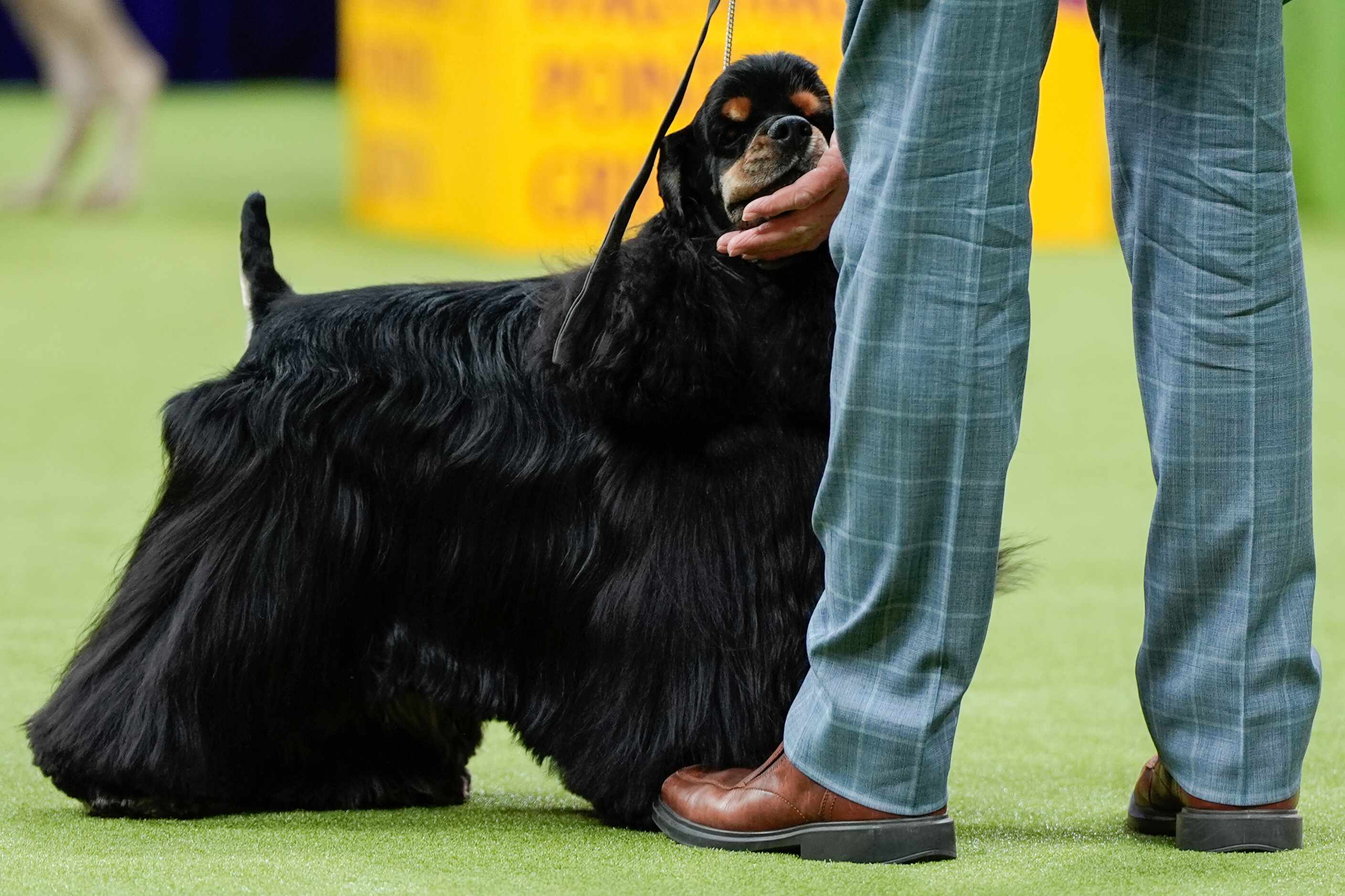 Micah, a black cocker spaniel, is walked during the sporting group competition at the 148th...
