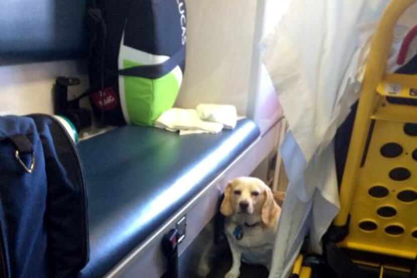 
Buddy, a 4-year-old beagle-mix pup, hitched a ride on the outside of an ambulance as it was...