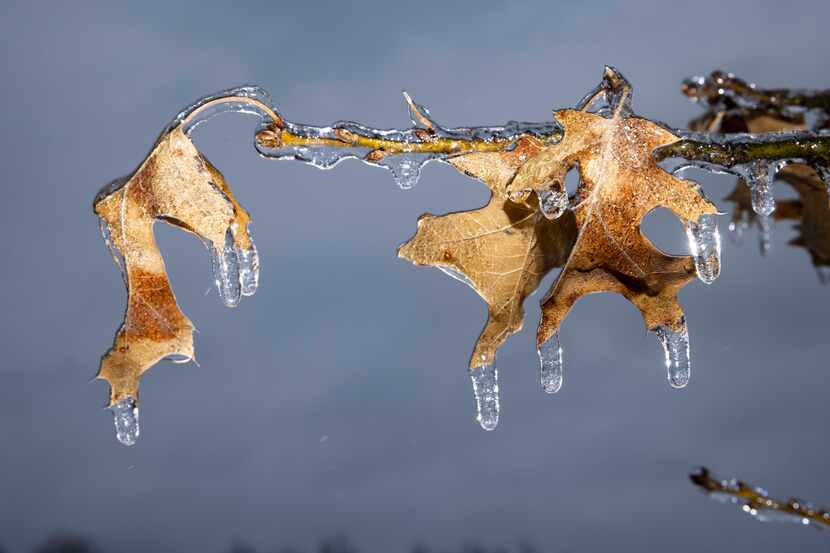 Icicles hang off of leaves on a tree at Kiest Park in Dallas.