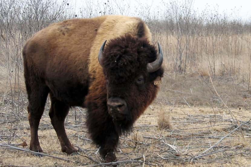 In this 2005 file photo, a bison bull donated by media mogul Ted Turner grazes at Caprock...
