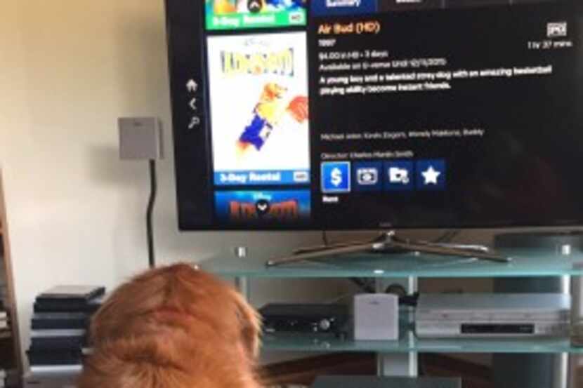  A Golden Retriever selects the movie, Airbud, to watch on movie night. (Photo by Jill Schilp)