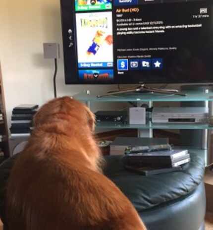  A Golden Retriever selects the movie, Airbud, to watch on movie night. (Photo by Jill Schilp)