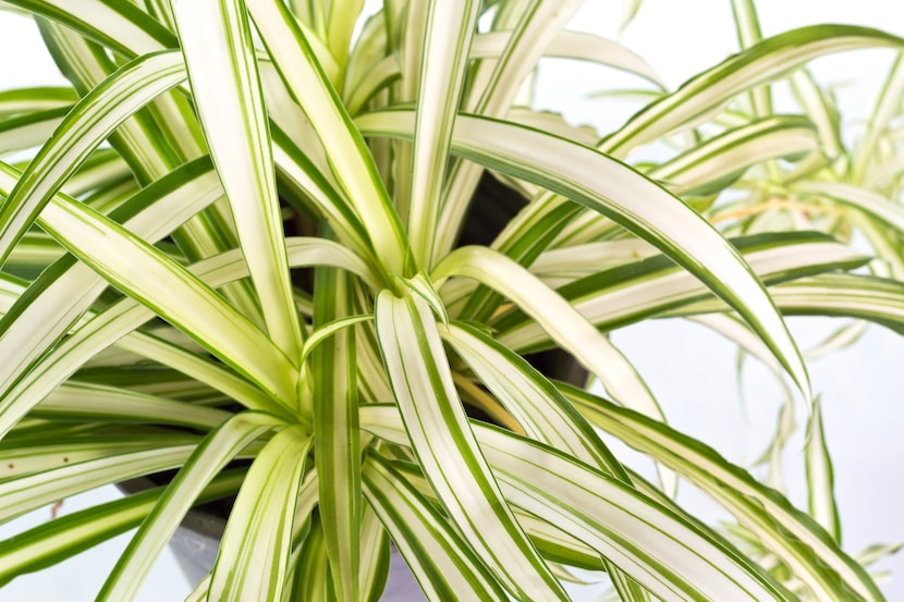 Spider plant (Chlorophytum comosum)