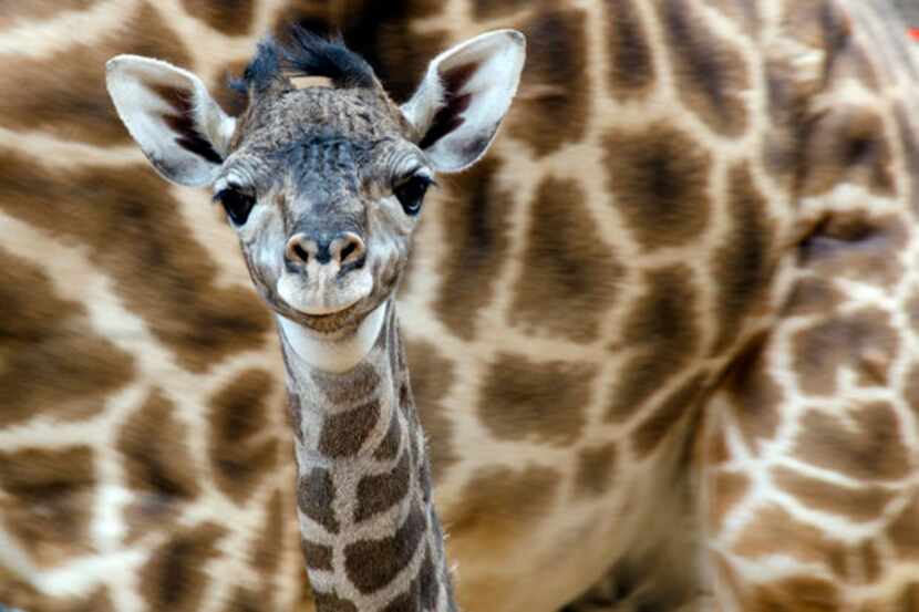 A giraffe calf born Monday at the Houston Zoo to mom Tyra. 