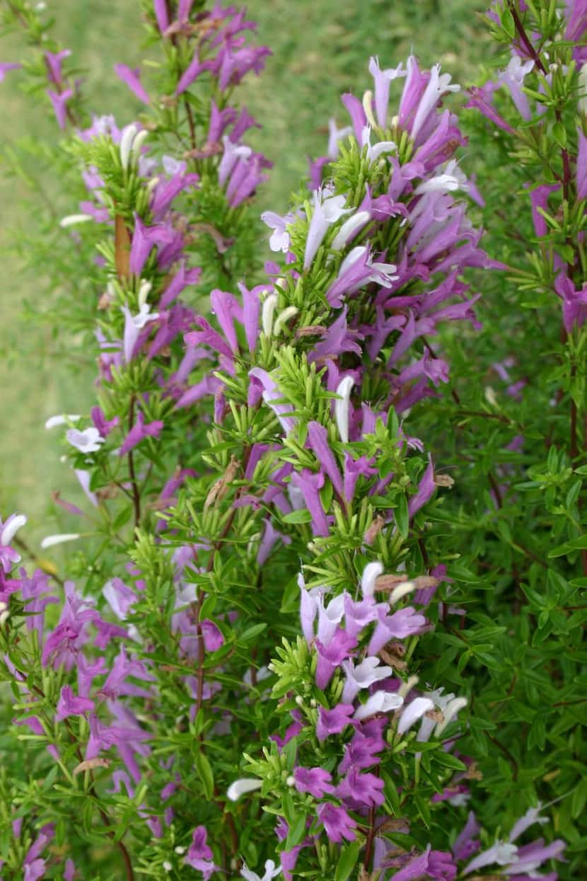 
Mexican oregano is an easy-care substitute for true oregano. And it’s showy. 
