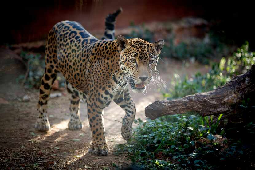 A jaguar makes its way through its enclosure at the Choco-Story Museum and Eco-Park in...