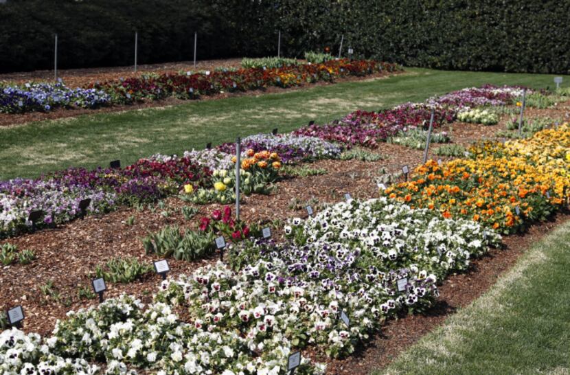 The arboretum maintains two densely planted trial gardens. Each bed of different plants is...