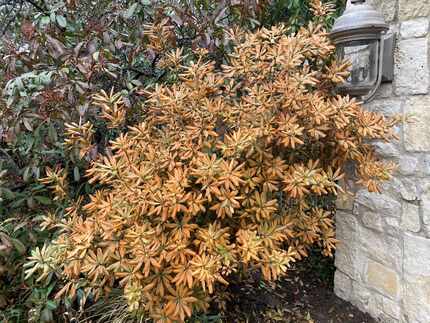 Some pittosporum and other freeze-burned shrubs may completely re-leaf or start new growth...