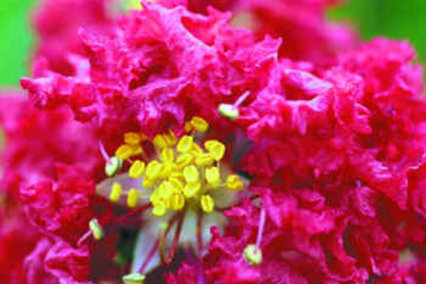  Crape Myrtle Lagerstroemia X 'Cheyenne' 