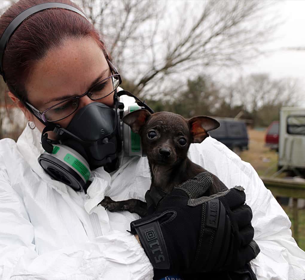 A dog is rescued from a house where dozens of cats and dogs were seized by the SPCA of Texas...