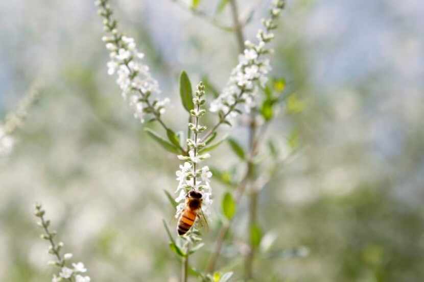 
Butterflies and bees flock to bee brush (Aloysia gratissima). Its minute flowers smell like...