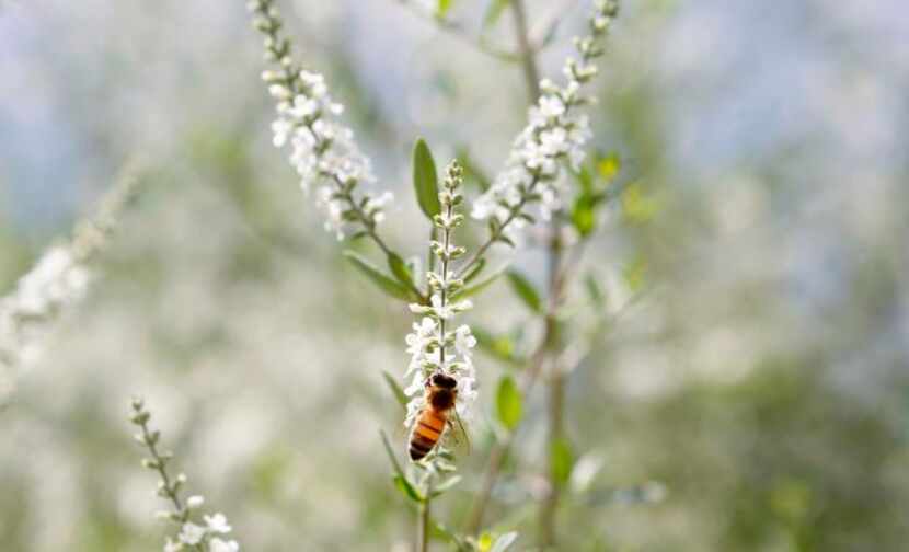 
Butterflies and bees flock to bee brush (Aloysia gratissima). Its minute flowers smell like...