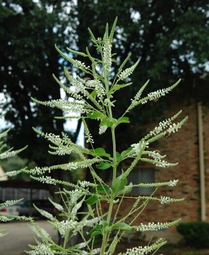 Sweet almond verbena plant 