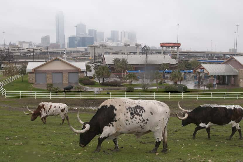 Longhorn steers graze behind Fuel City.