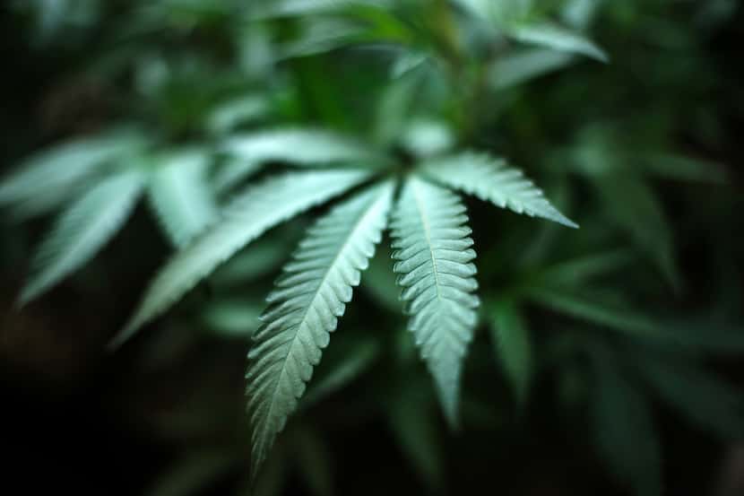 The majority of Texans support the legalization of marijuana, a 14-point increase since the...