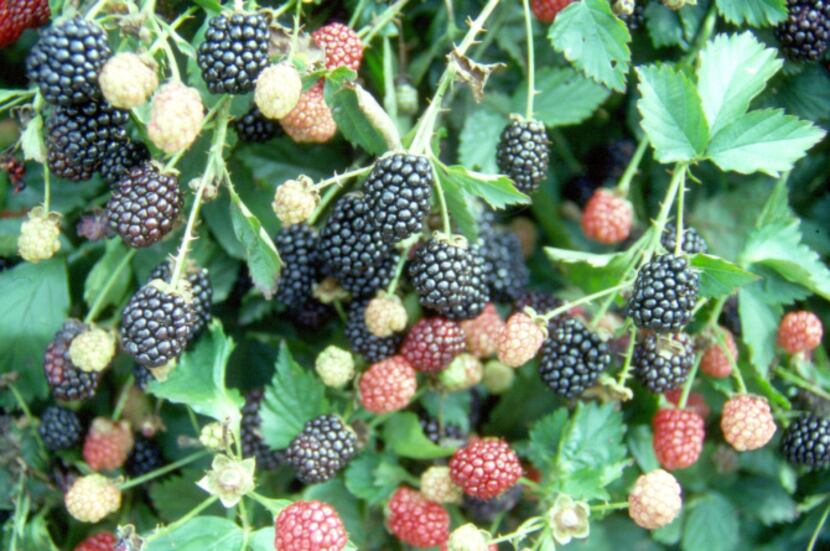 Blackberries go from green to red to black before ready for picking. They grow easily in...