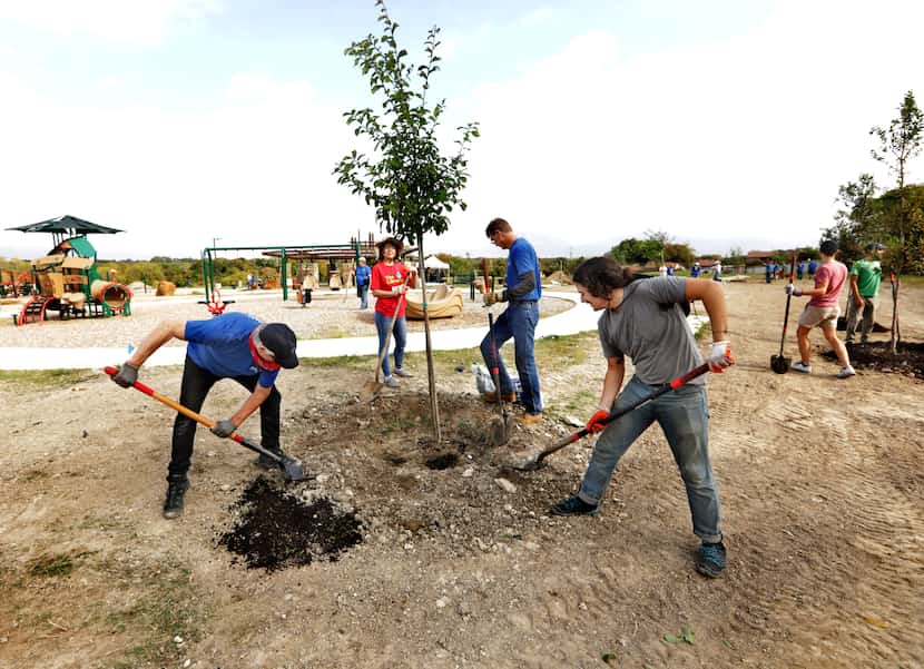 Volunteers planted trees Oct. 23 at White Rock Hills Park around the new playground...