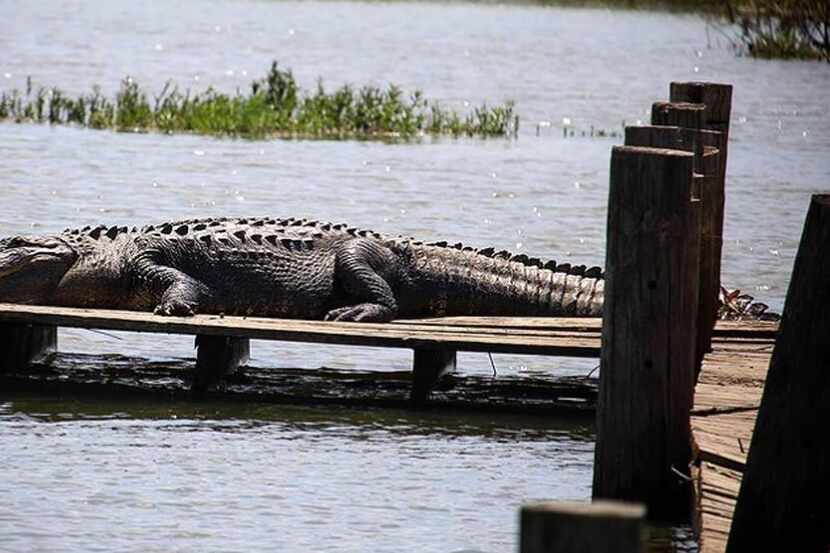 An alligator was spotted sunbathing at Fort Worth Nature Center and Refuge over Memorial Day...
