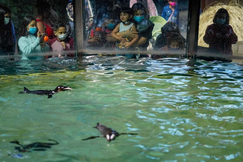 Zoo guest watch African penguins swim inside their habitat at the Dallas Zoo on Thursday,...
