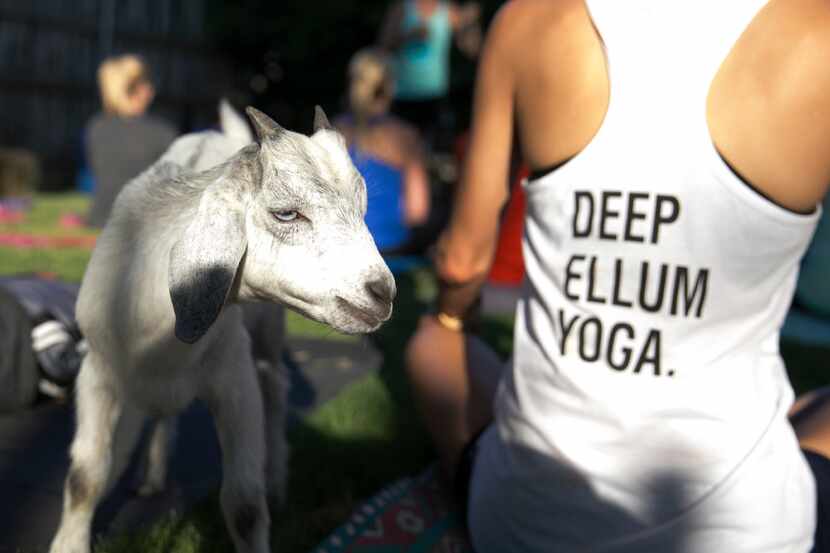 A goat walks between yoga mats during the first goat yoga class in Dallas on June 16, 2017.
