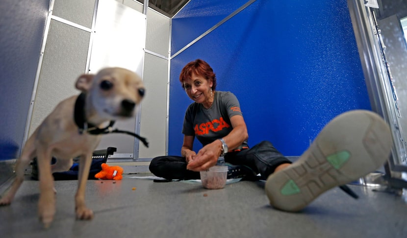 Pia Silvani, Director of Behavioral Rehabilitation at ASPCA, trains Cinnamon with treats at...