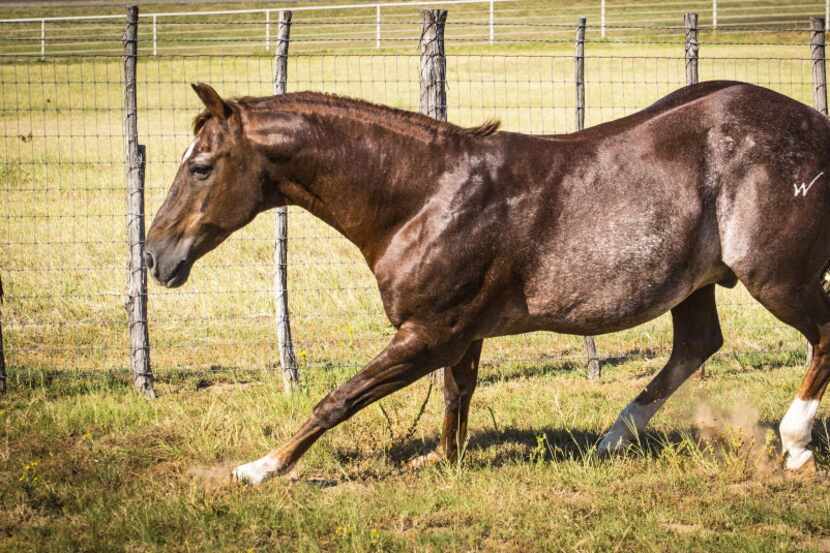 Legendary cutting horse sire High Brow Cat has 1,300-plus offspring that have netted more...