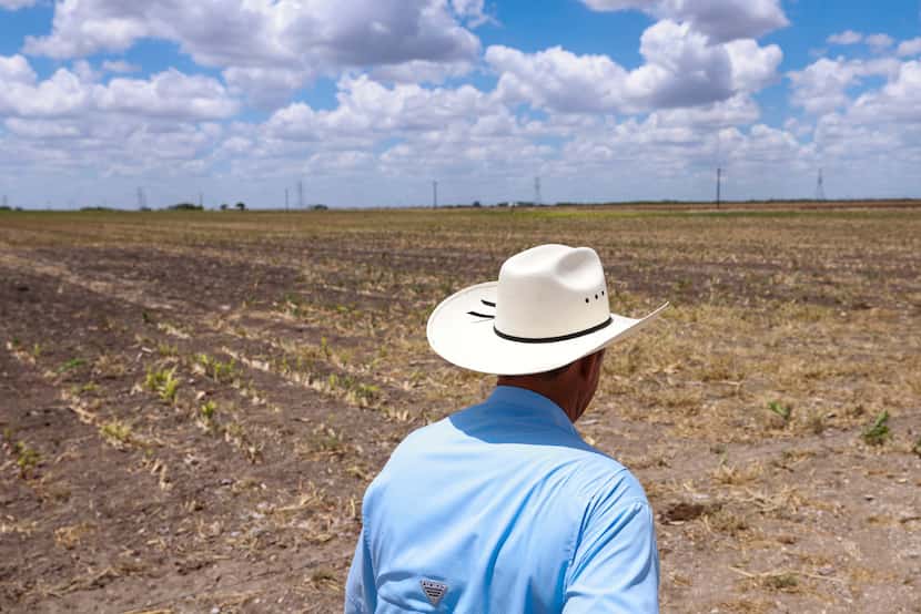 Russell Boening walks by the field where he planted grain sorghum, Monday, August 8, 2022,...