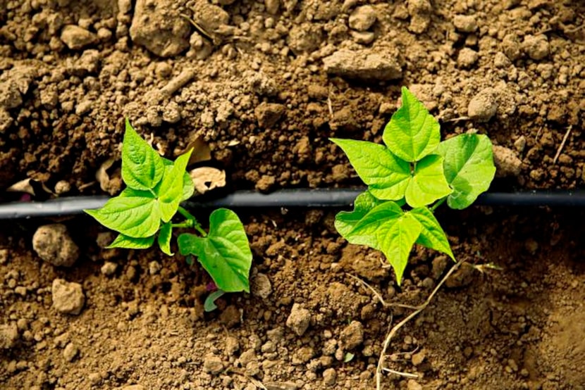 
An irrigation line runs past bean crops on the Baughs’ farm. The couple works every day...