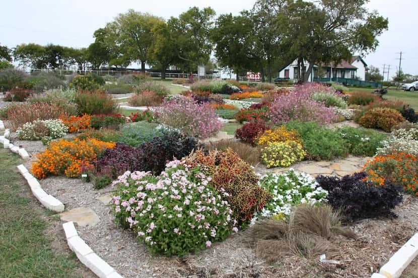 
Master gardeners have been tending trial gardens sponsored by the Texas A&M AgriLife...