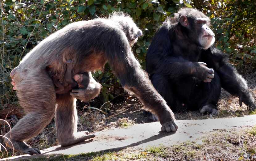 Ramona, left, carries newborn Mshindi past Doyle at the Kimberly-Clark Chimpanzee Forest on...
