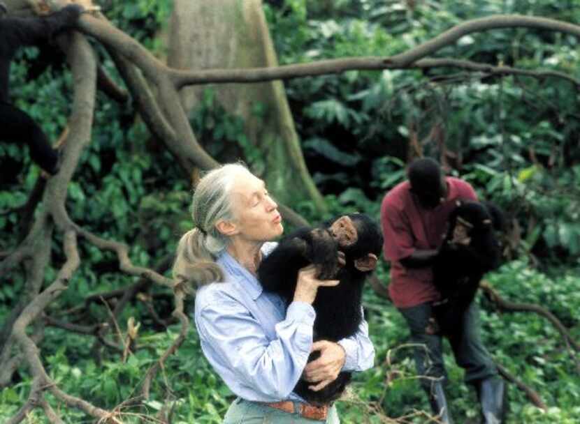 Jane Goodall with an orphaned chimpanzee in an undated photo. 