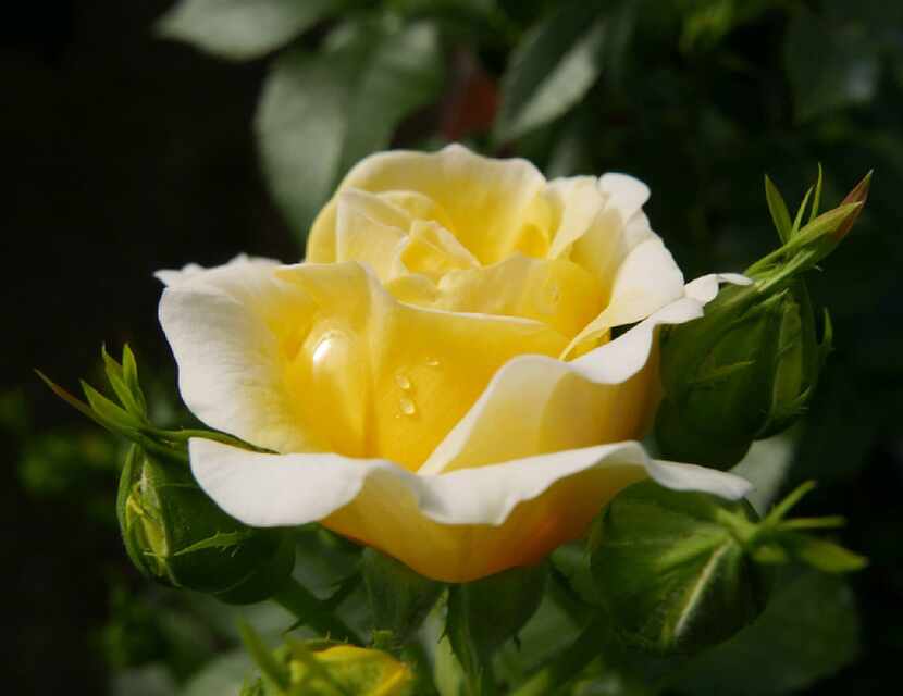 Yellow Brick Road rose from Easy Elegance Roses is a shrub.