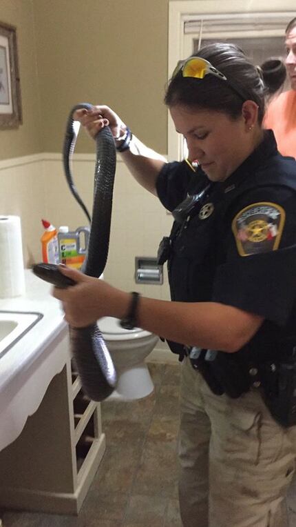 Bee County Sheriff's Deputy Lindsay Scotten removes a Texas indigo snake from a resident's...