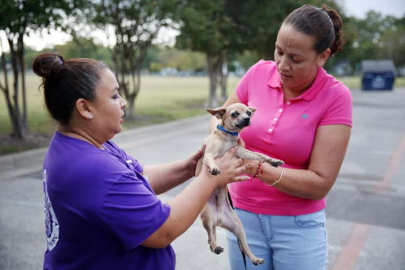 Angie Chavez, la directora de SPCA de Texas, toma a Spot de su dueña, Yolanda Ávila, en el...