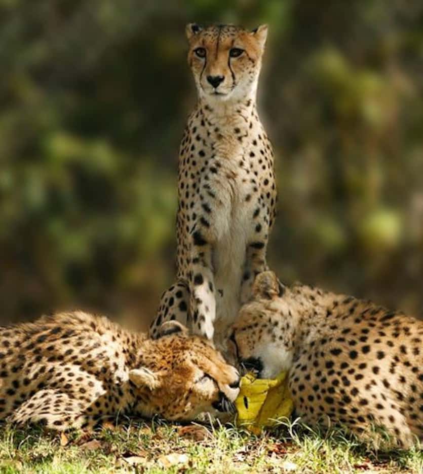 Kisutu watches over her cubs, Bonde and Kilima. (Dallas Zoo)