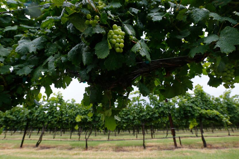Grapevines at Eden Hill Vineyard & Winery in Celina, Texas on June 1, 2017. 