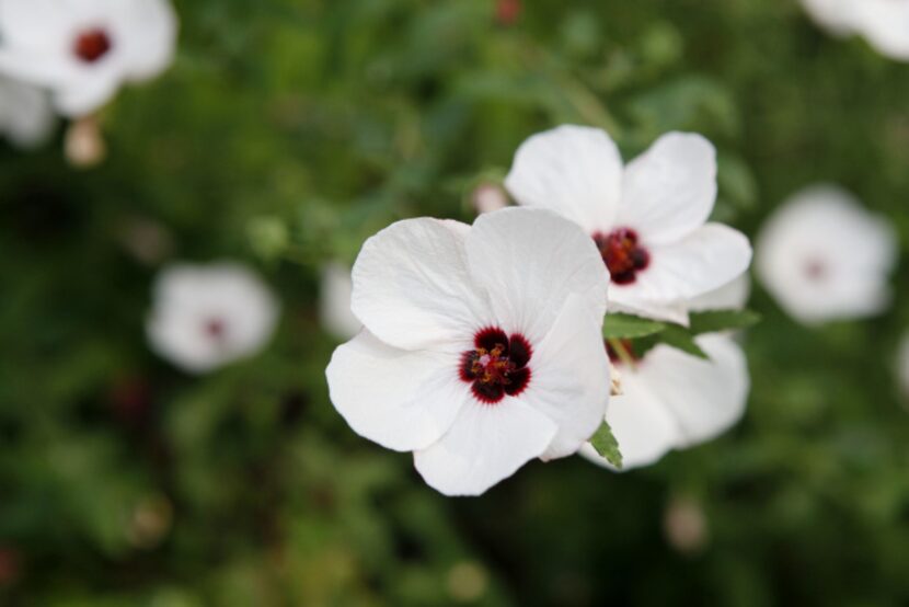 Brazilian Rock Roses grow in Christy Hodges traditional English garden on September 13, 2013...